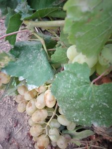 انگور حسینی 