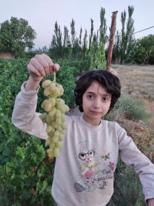 انگور حسینی